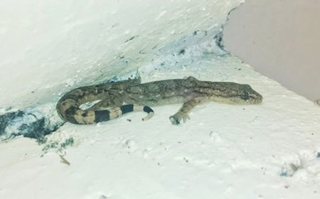 முட்டை ஓடுகளால் பல்லி ஓடுமா? கண்டுபிடியுங்கள்! | TNNEWS