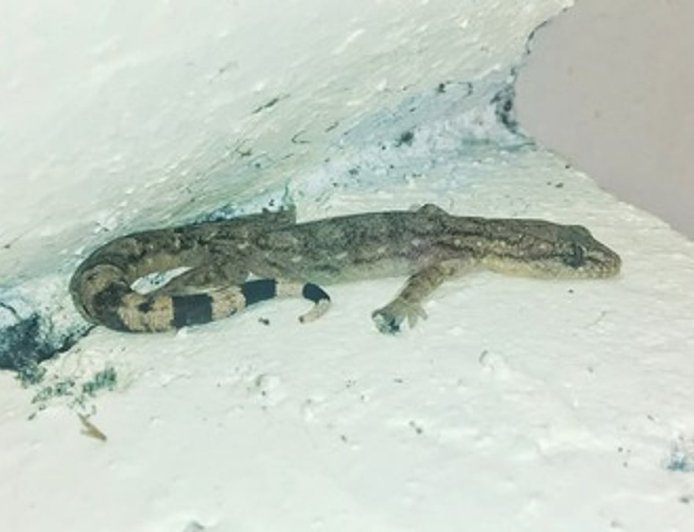 முட்டை ஓடுகளால் பல்லி ஓடுமா? கண்டுபிடியுங்கள்! | TNNEWS