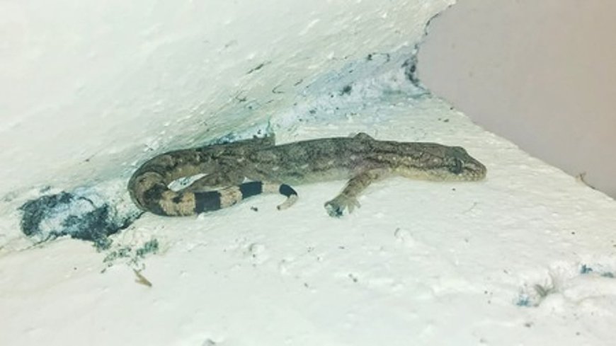 முட்டை ஓடுகளால் பல்லி ஓடுமா? கண்டுபிடியுங்கள்! | TNNEWS